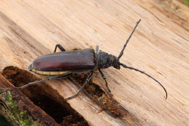 insectes xylophages charpente thermite